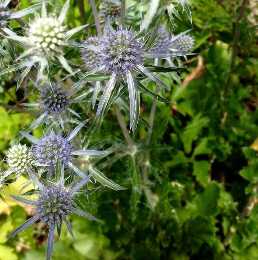 Edeldistel 10