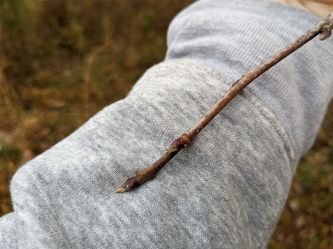 Nyssa sylvatica 27