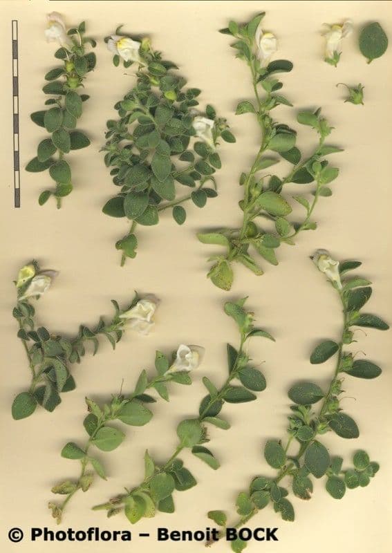 Antirrhinum molle 20