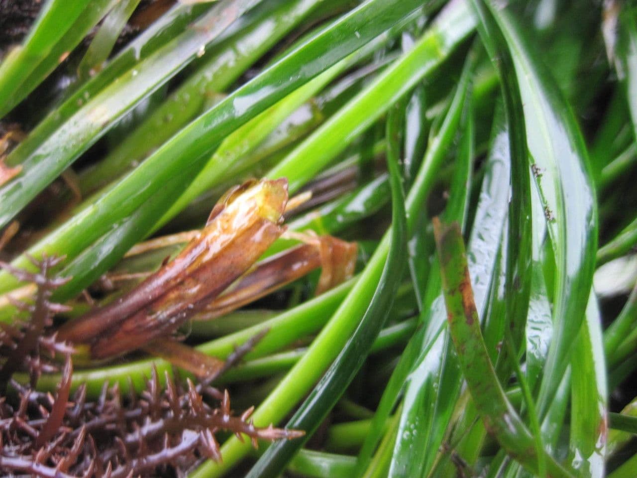 Phyllospadix scouleri 9