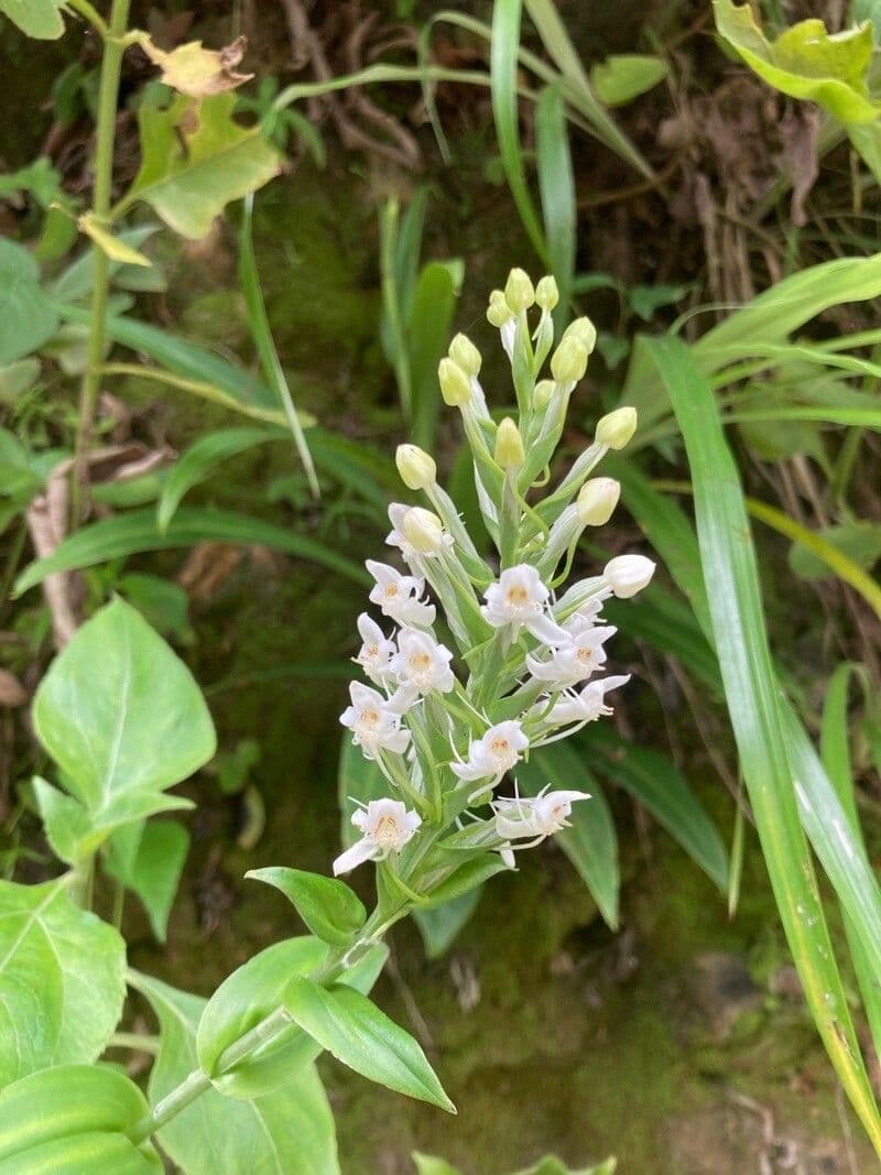 Platanthère 3