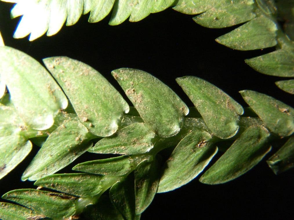 Selaginella oaxacana 4