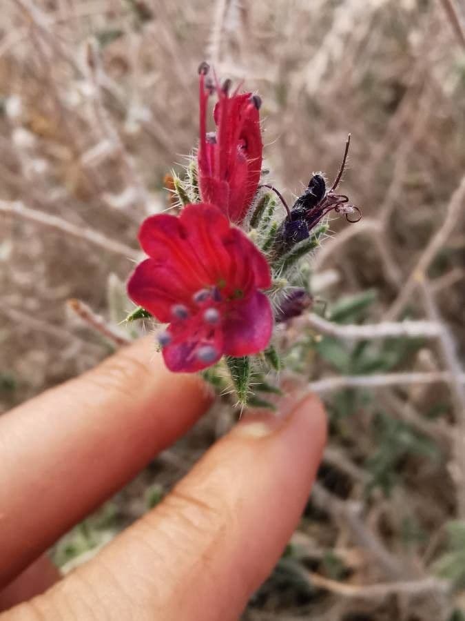 Echium angustifolium 2