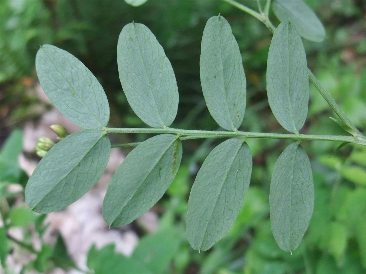 Cicerchia nera 17