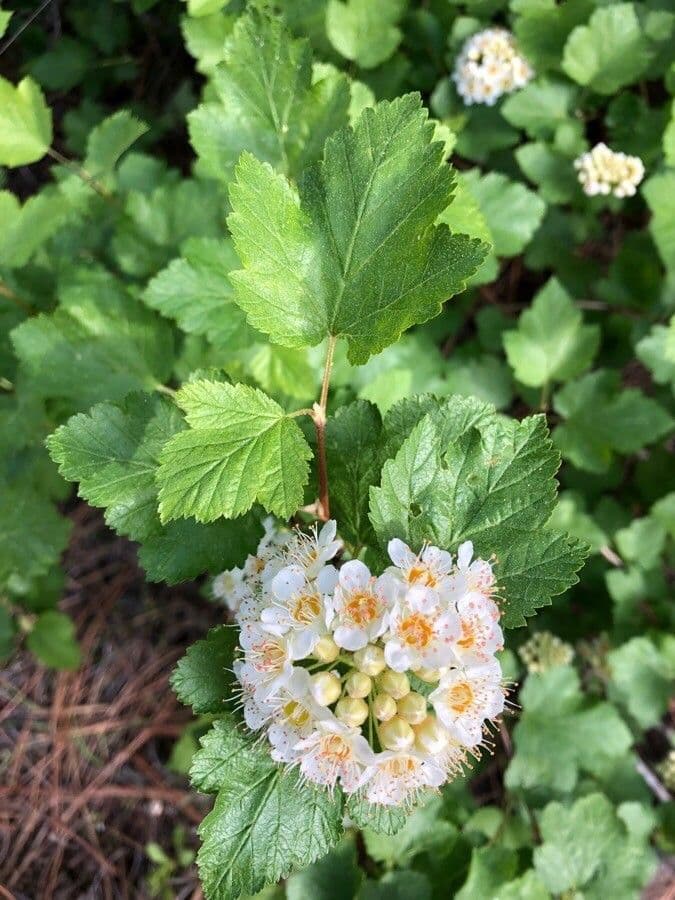 Physocarpus capitatus 16