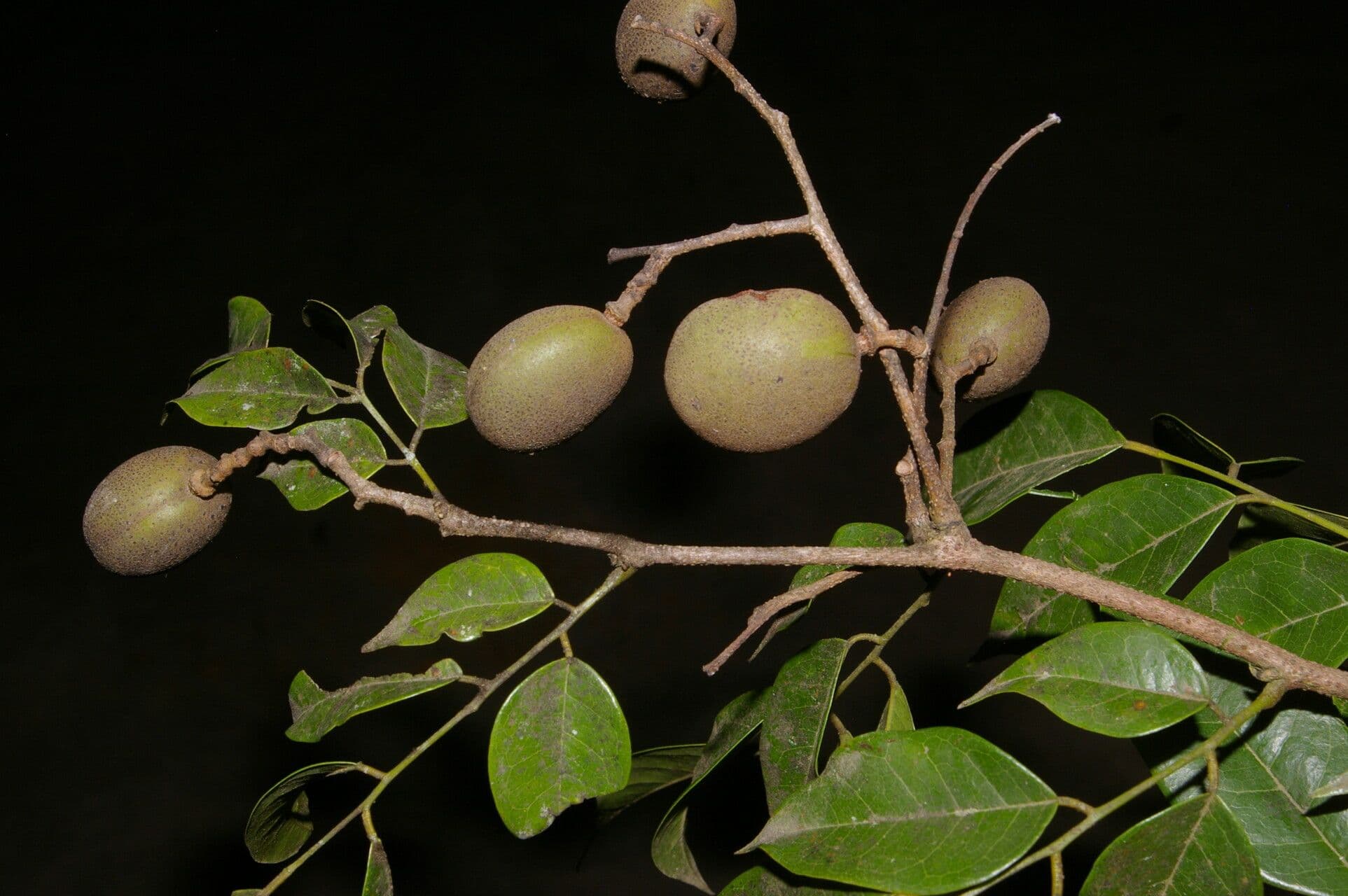 Dialium guianense