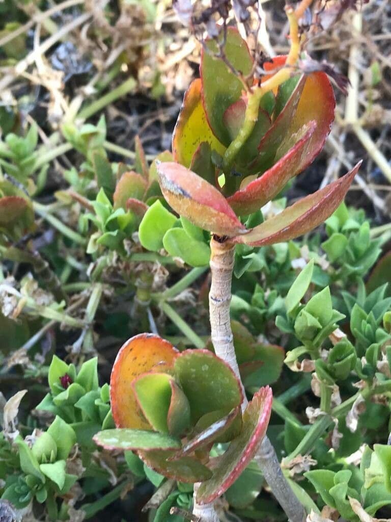Kalanchoe 24