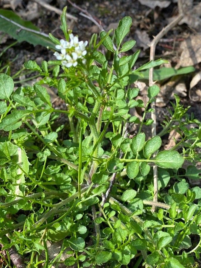 Cardamine parviflora 13