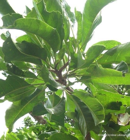 Cabbagetree 7