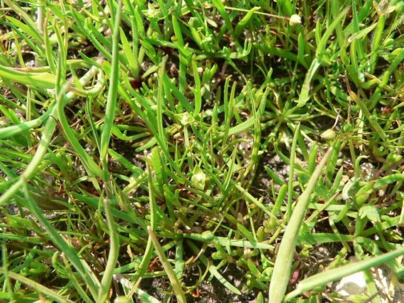 Sagina marittima 9