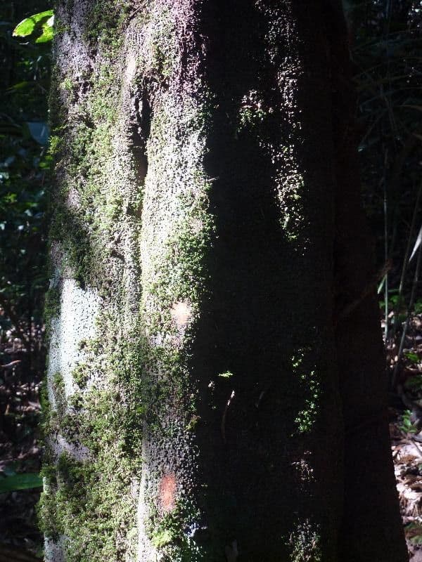 Ocotea 8