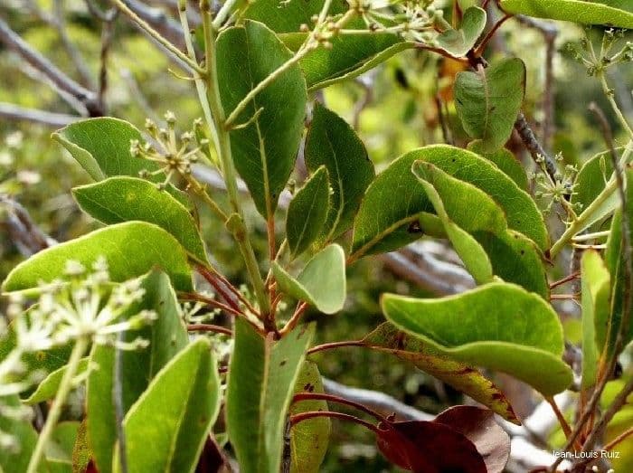 Myodocarpus 5