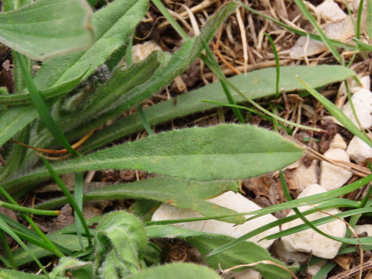 Cynoglottis barrelieri 8