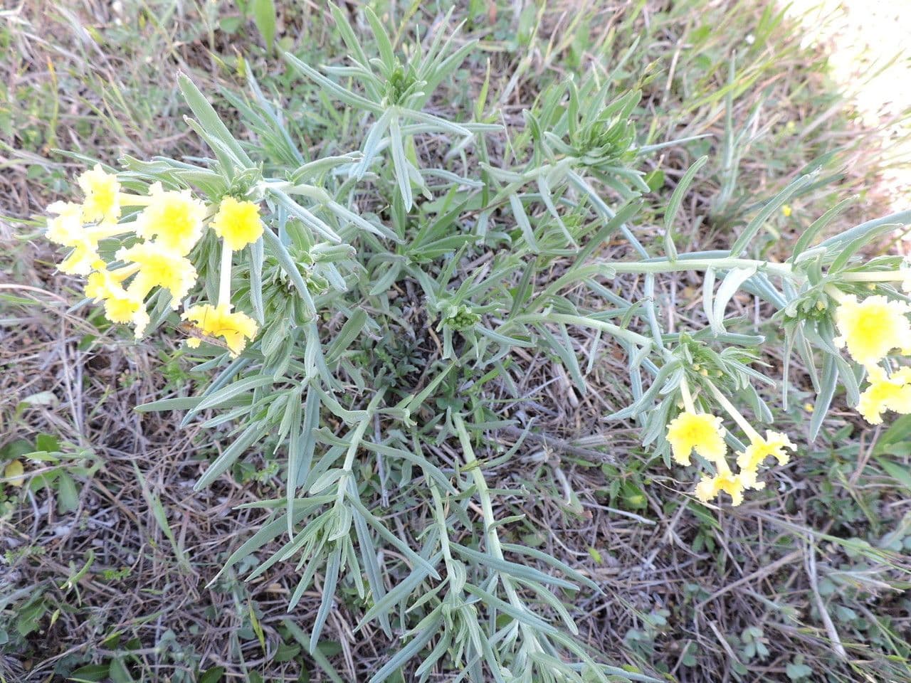 Lithospermum incisum 6