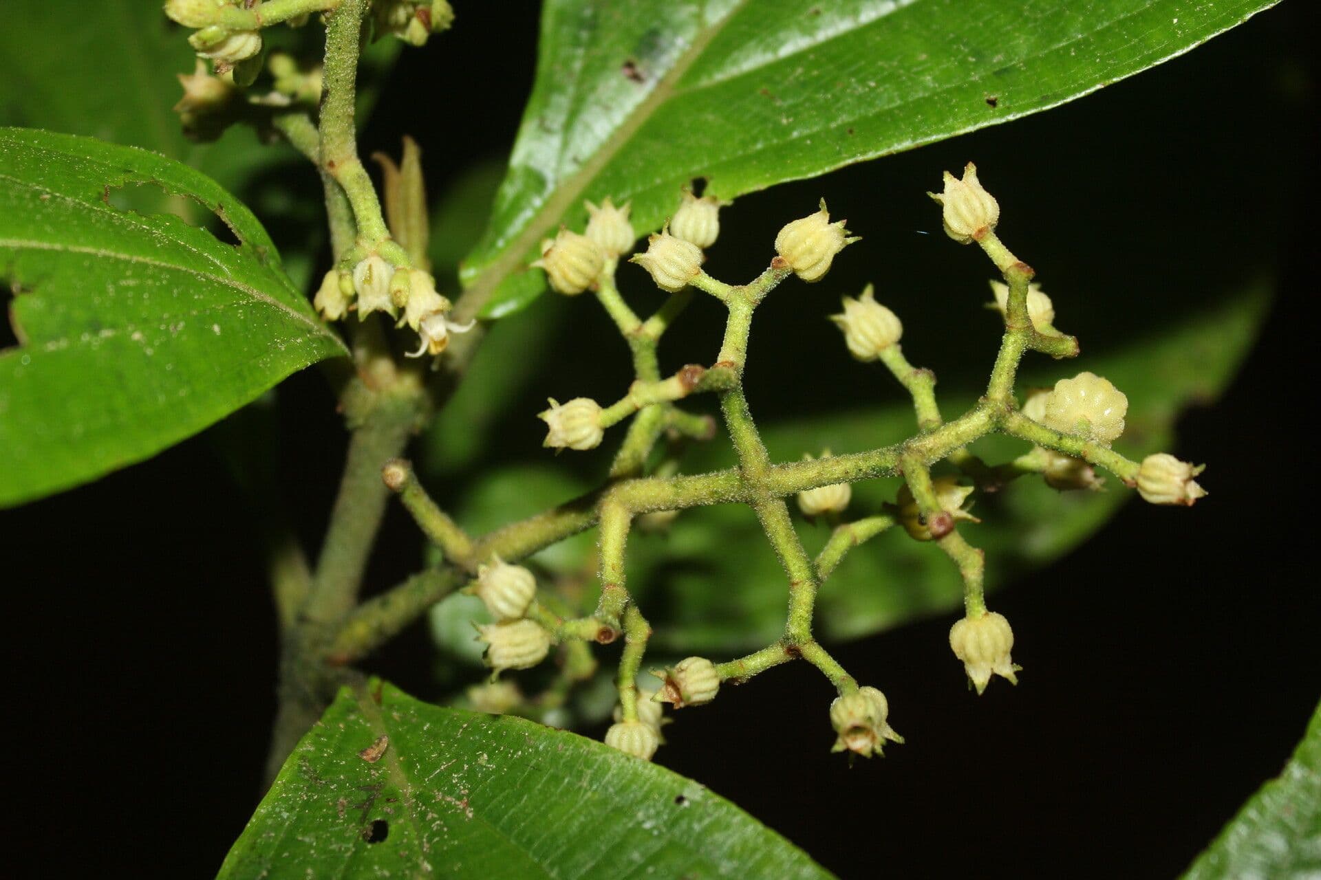 Conostegia micrantha 2