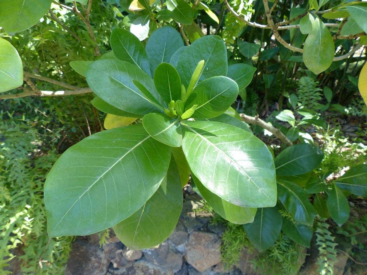 Gardenia tahitańska 24