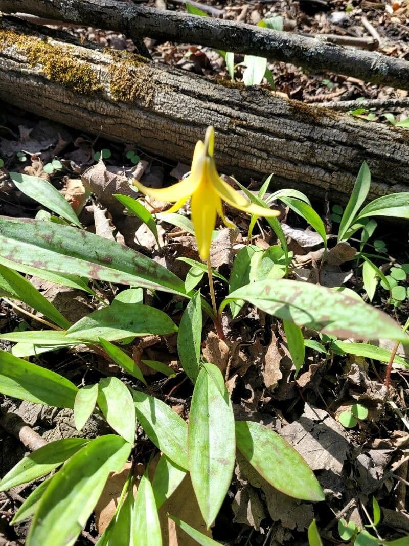 Érythrone d'Amérique 16