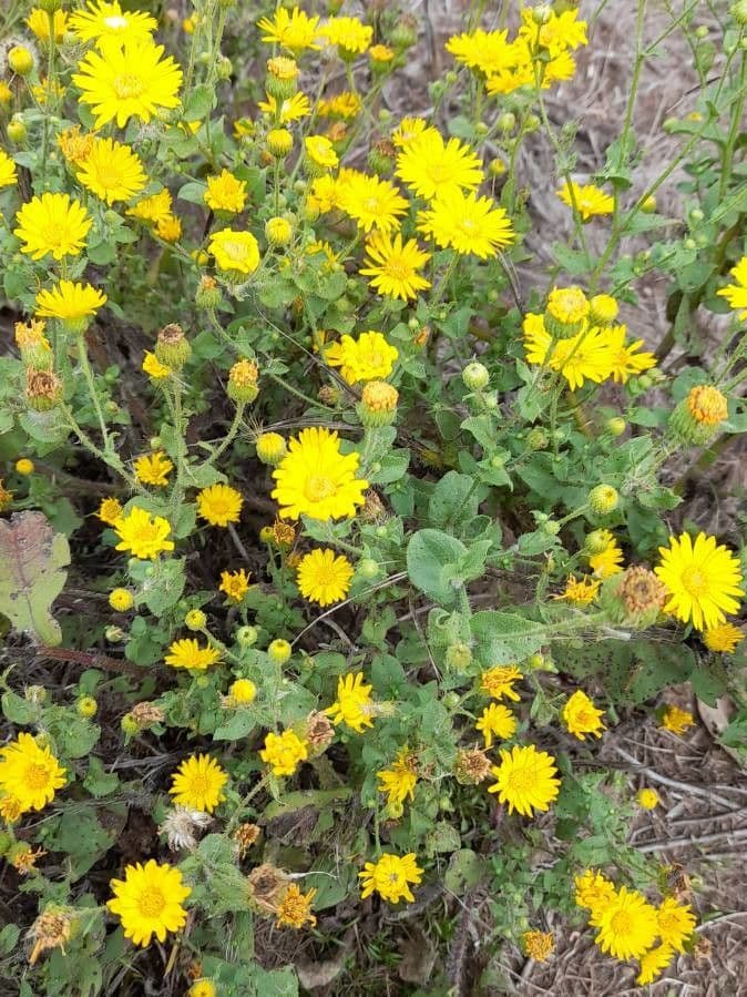 Heterotheca subaxillaris 22
