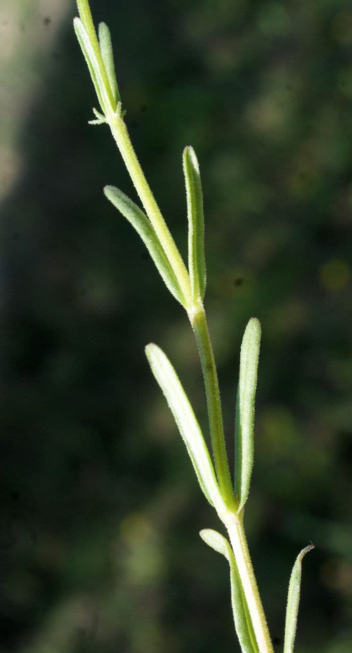 Valerianella coronata 19