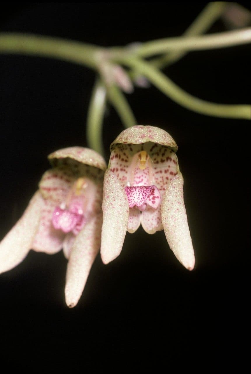 Bulbophyllum 3