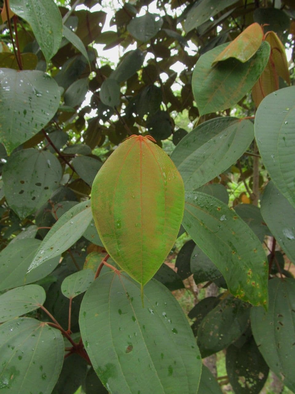 Miconia 4