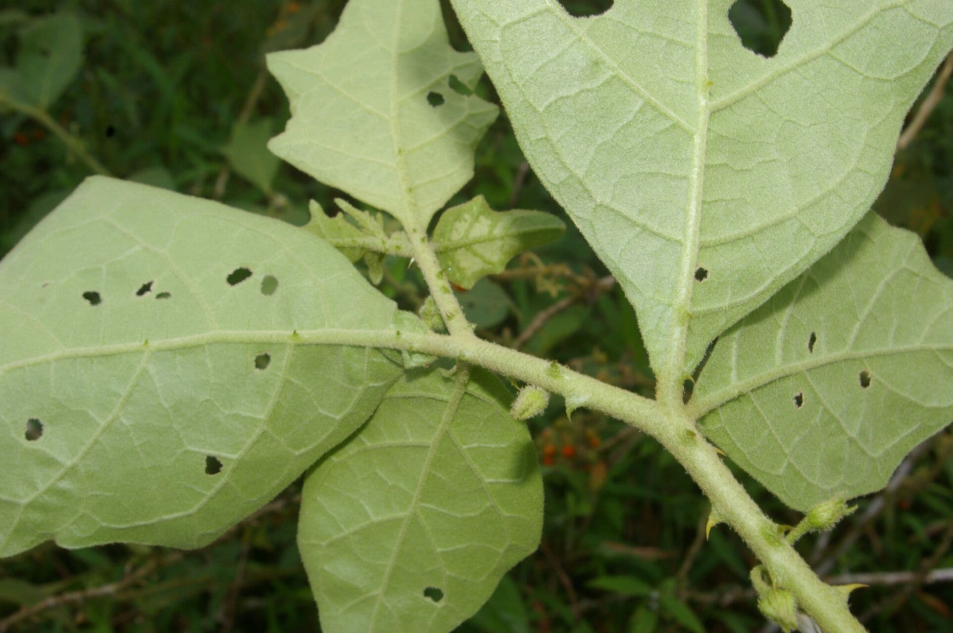 Solano giamaicano 13