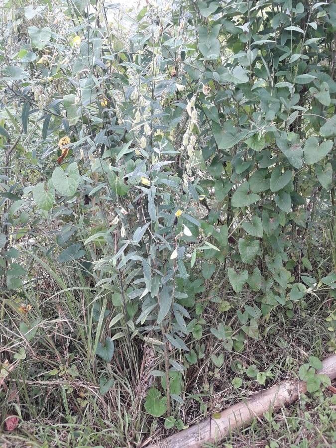 Crotalaria juncea 12