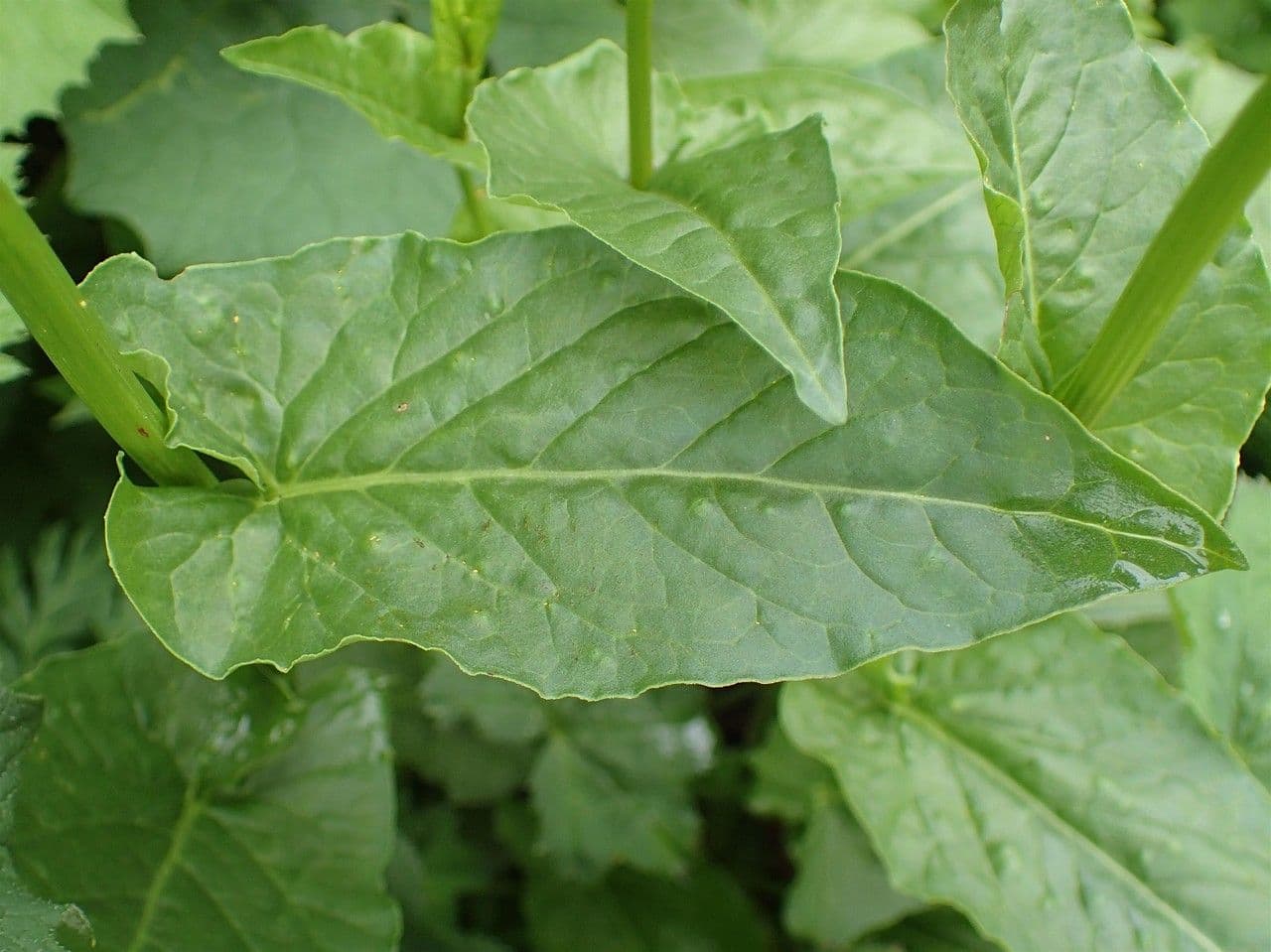 Rumex alpestris 8