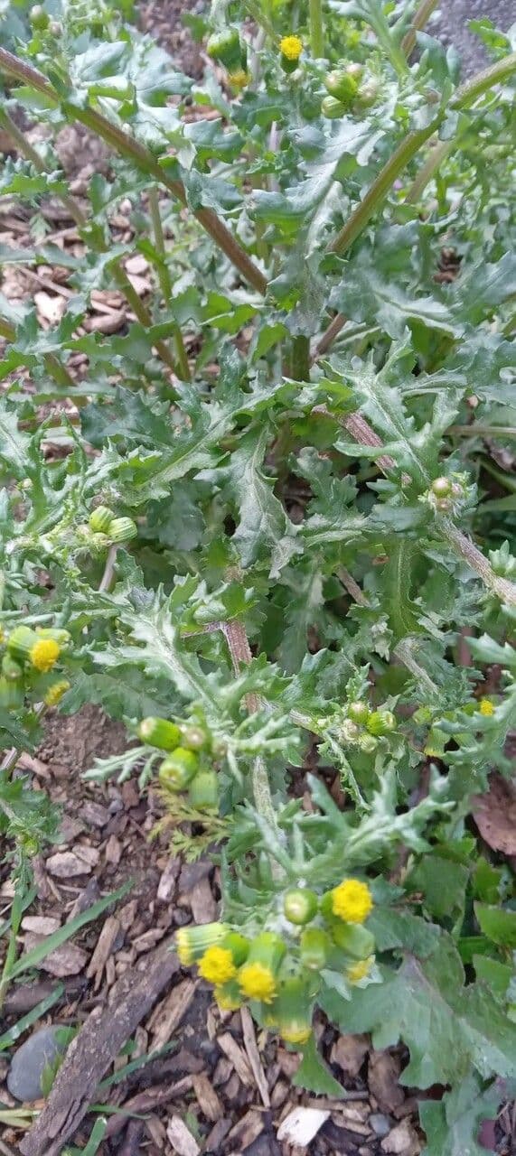 Senecione comune 12