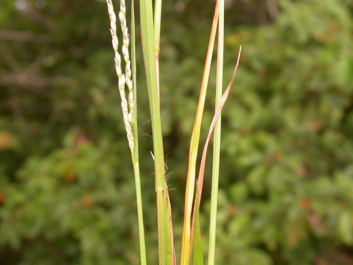 Digitaria 4