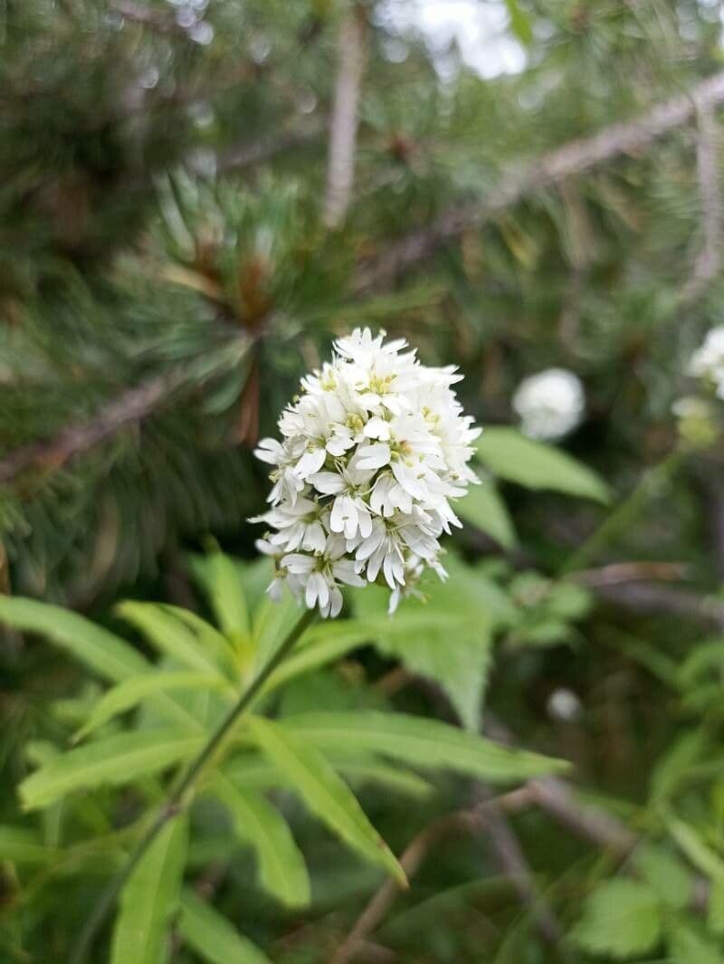 Silene 6