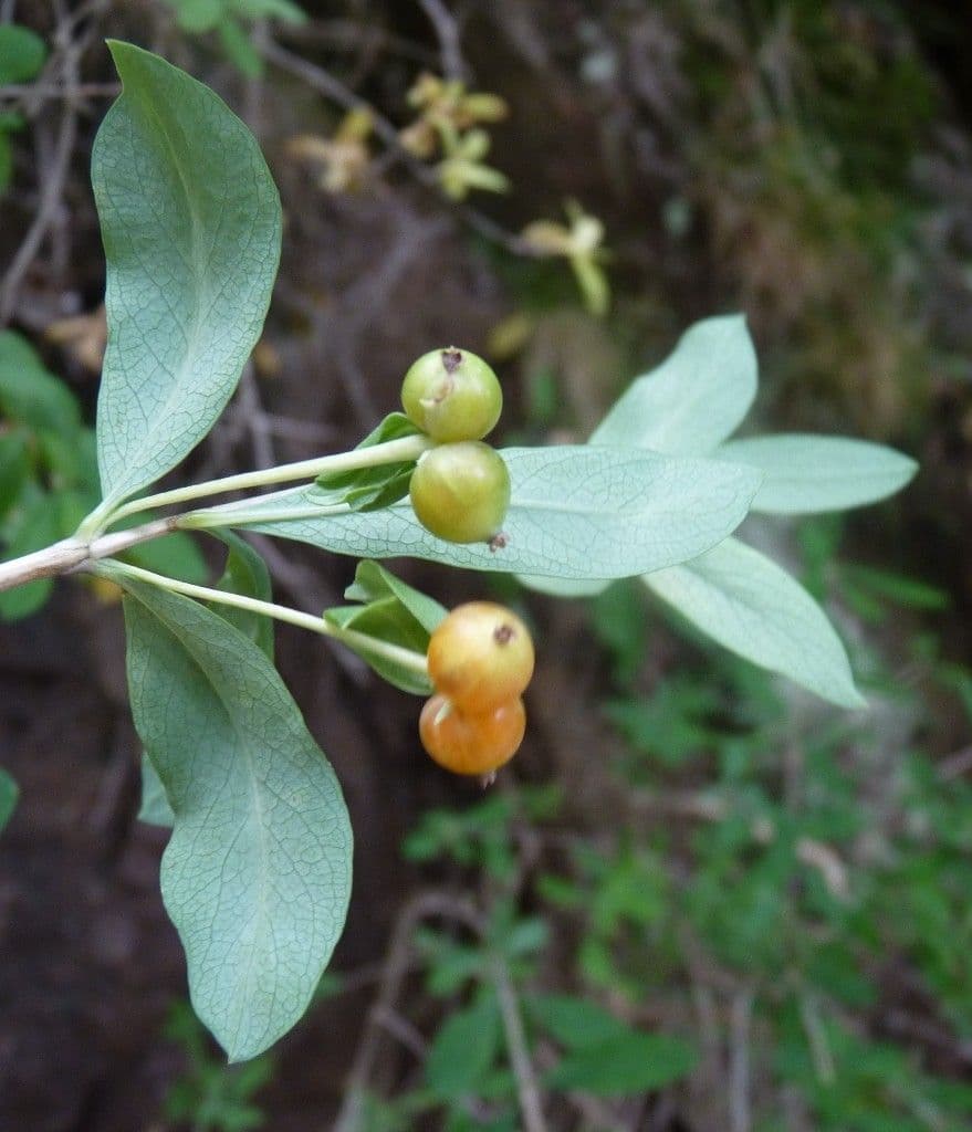Caprifoglio pirenaico 4