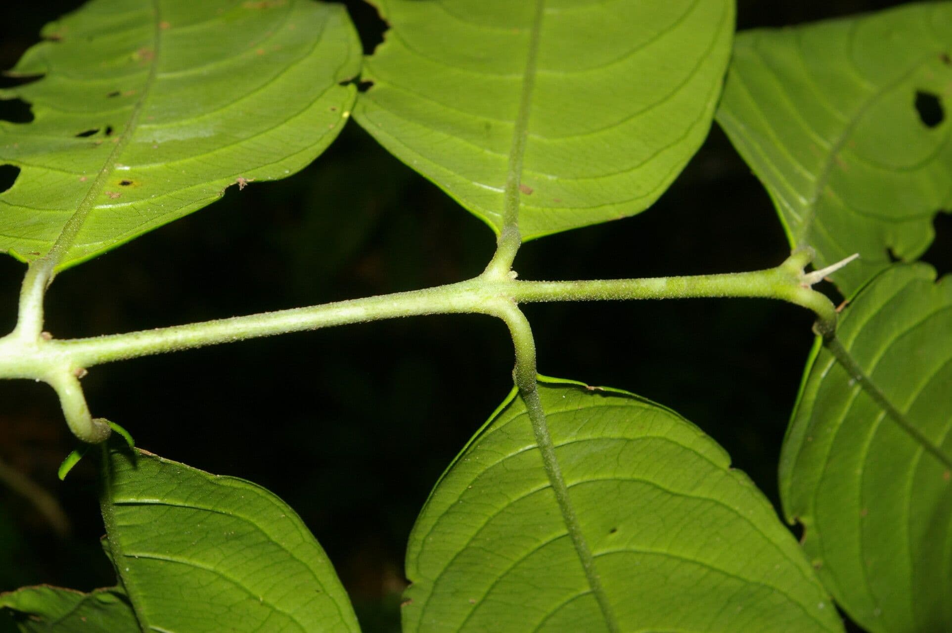 Siparuna cuspidata 6