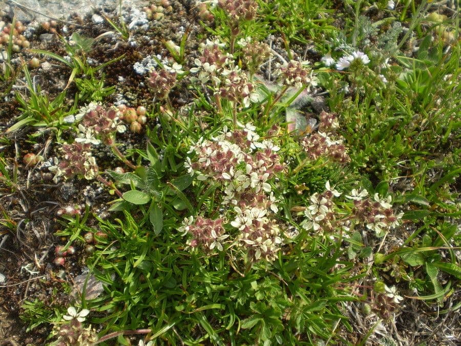 Saponaria gialla 10