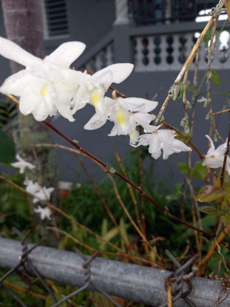 Orchidea colombina 2