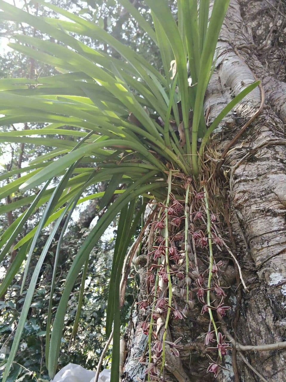 Cymbidium aloelistne 6