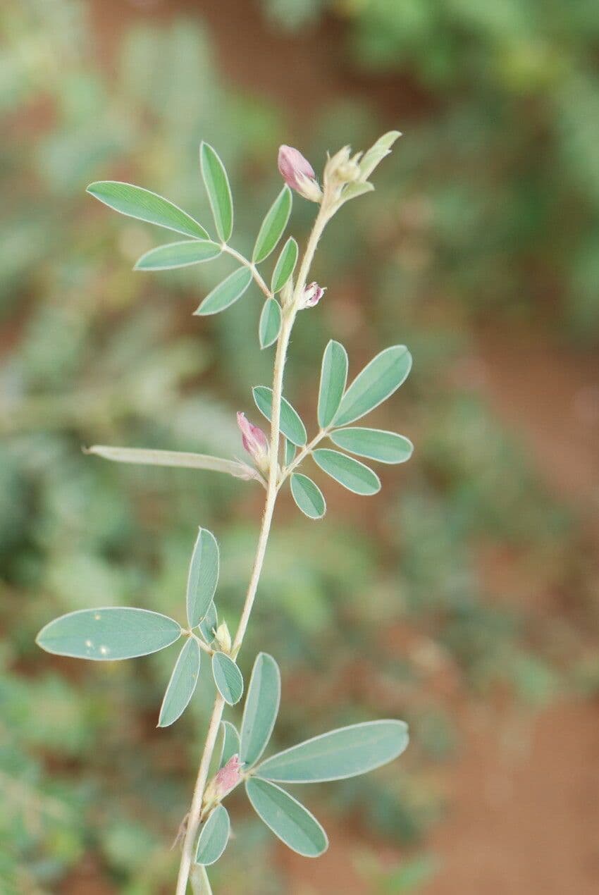 Tephrosia 8