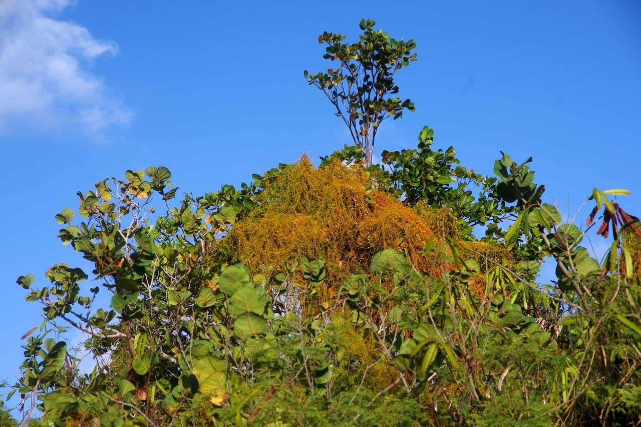 Cuscuta 7