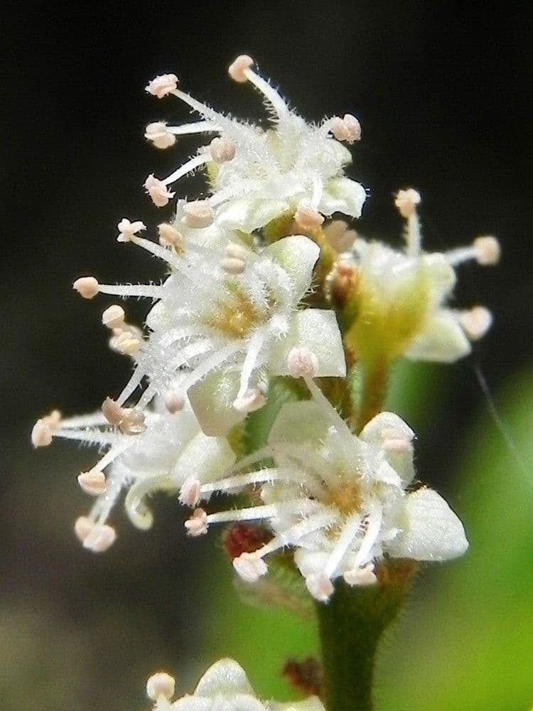 Guioa villosa 5