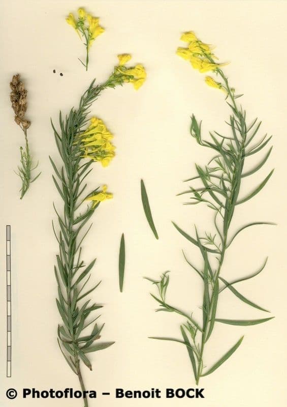 Schmalblättriges Leinkraut 21