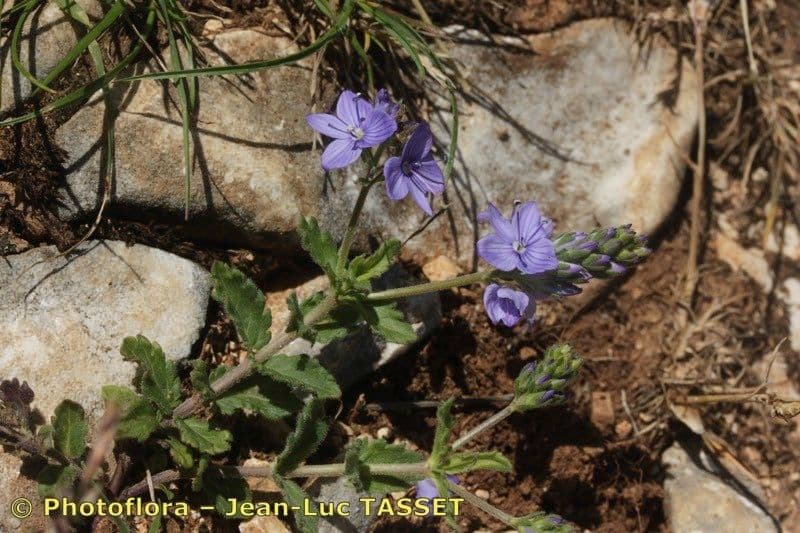 Veronica orsiniana 20