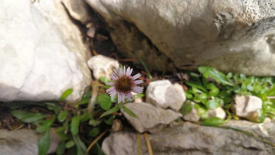 Erigeron