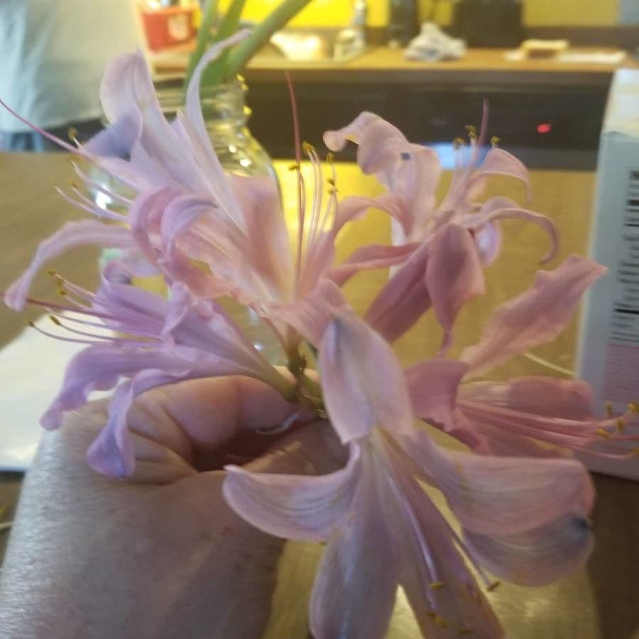 Lycoris 3