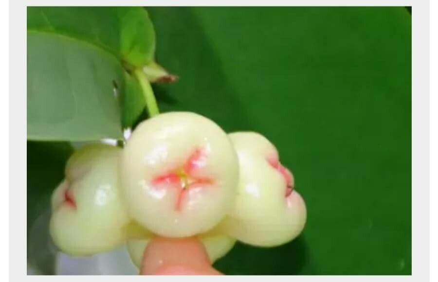 Pomme d'eau 3