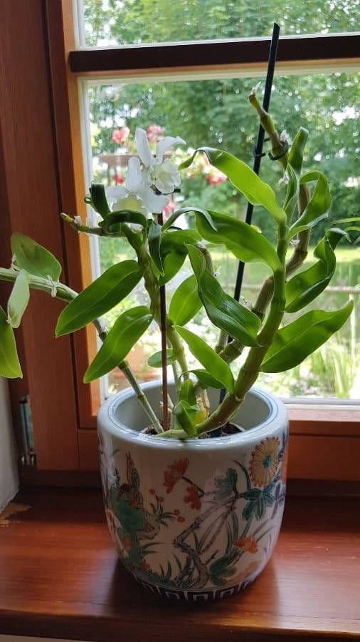 Vavřínovitý dendrobium 15