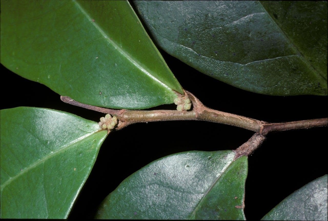 Tapura 5