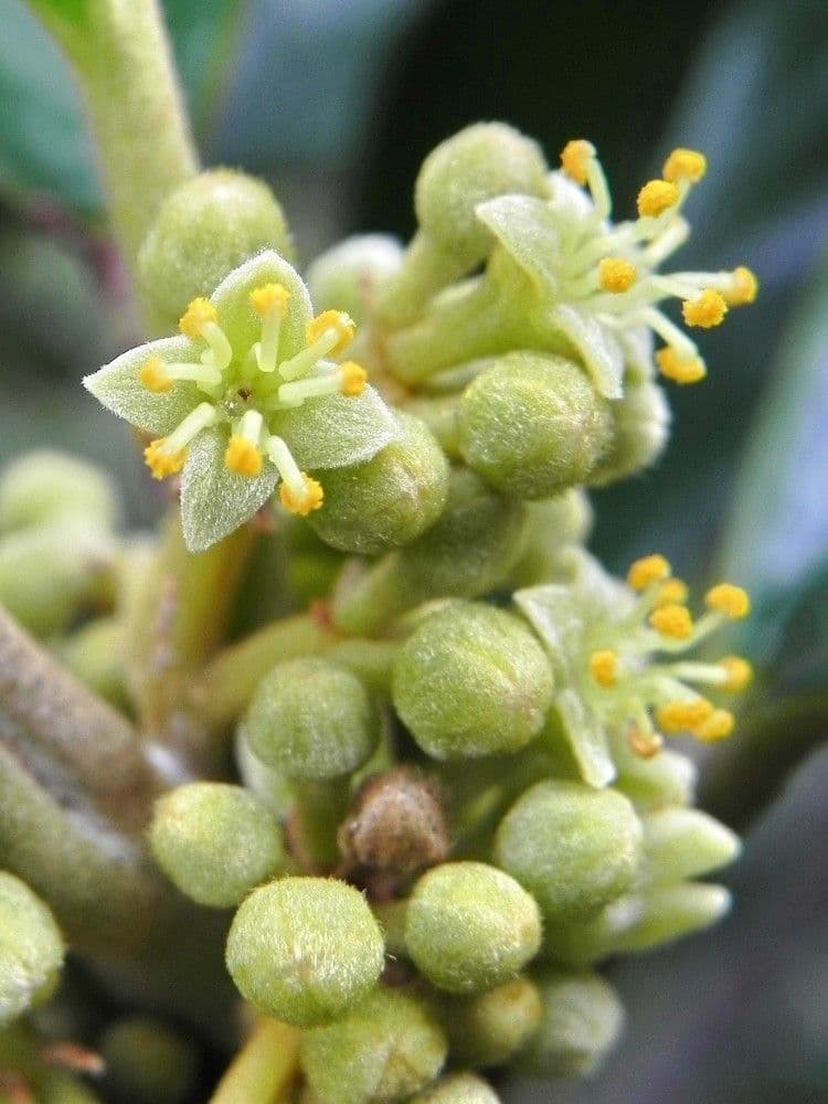 Solmsia calophylla 10