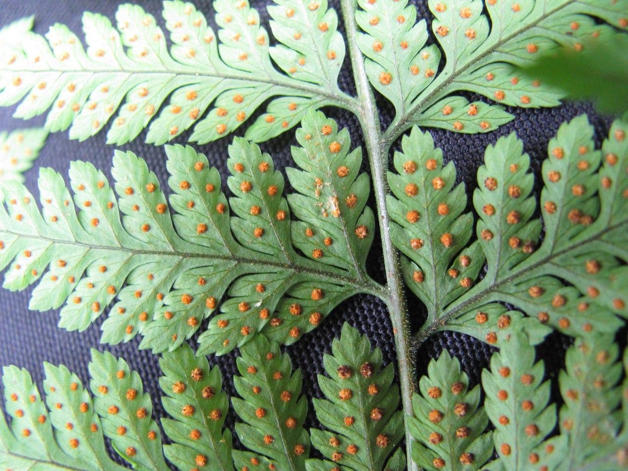 Parapolystichum 6