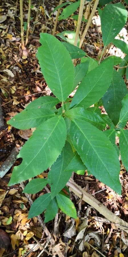 Croton 3