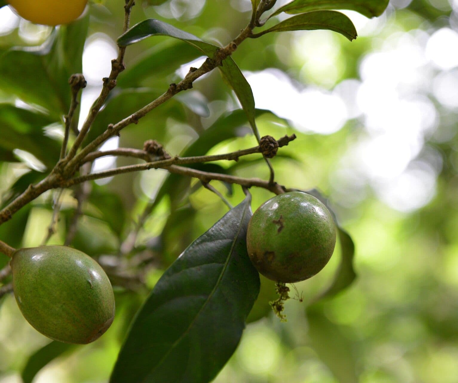 Pouteria 5